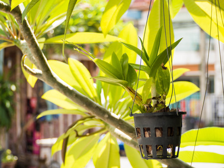 Mini pot of orchild treeの写真素材
