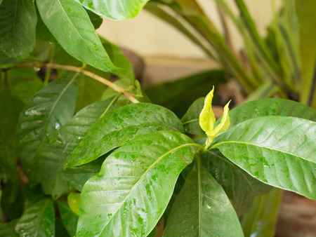 Couple of Young Leaf after wateringの写真素材