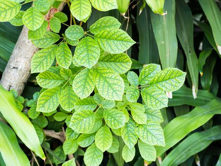 A group of detailed green leavesの写真素材