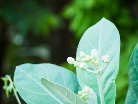Wonderful of Nature, create beautiful color of flowersの写真素材