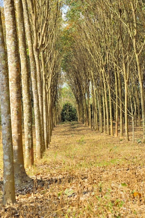 rubber plantationの写真素材
