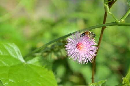 Bee on flowerの写真素材