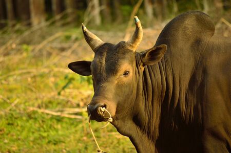 Thai cowの写真素材