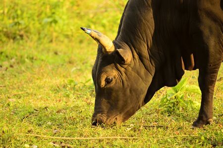 Thai cowの写真素材