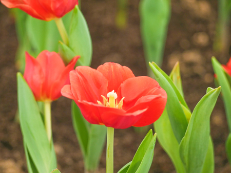 Tulip field  in Thailand by keeping in the  house withe temperature control.の写真素材