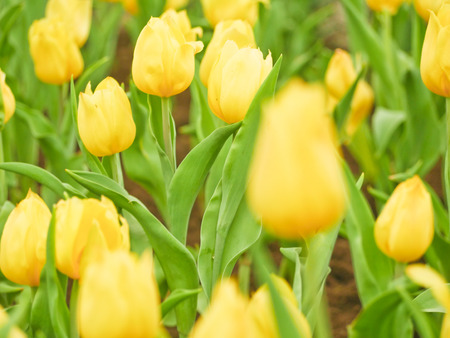 Tulip field  in Thailand by keeping in the  house withe temperature control.の写真素材
