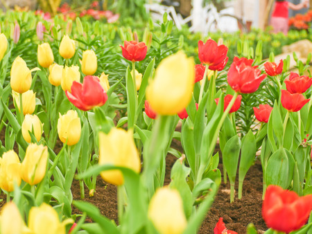 Tulip field  in Thailand by keeping in the  house withe temperature control.の写真素材