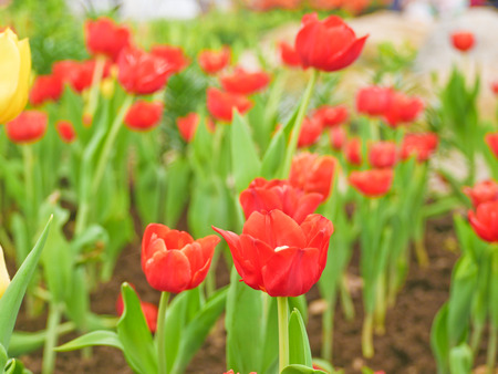 Tulip field  in Thailand by keeping in the  house withe temperature control.の写真素材