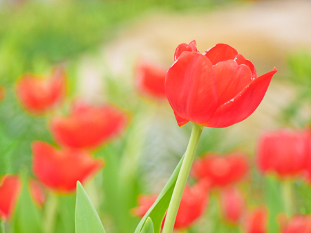 Tulip field  in Thailand by keeping in the  house withe temperature control.の写真素材