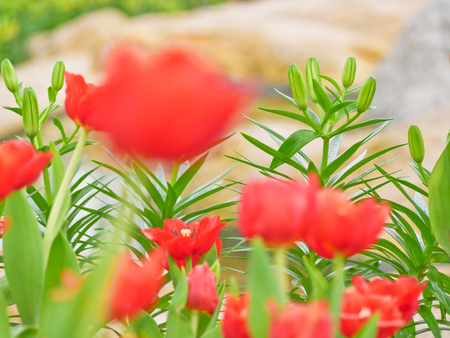 Tulip field  in Thailand by keeping in the  house withe temperature control.の写真素材