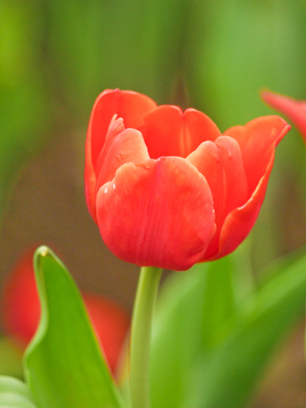 Tulip field  in Thailand by keeping in the  house withe temperature control.の写真素材