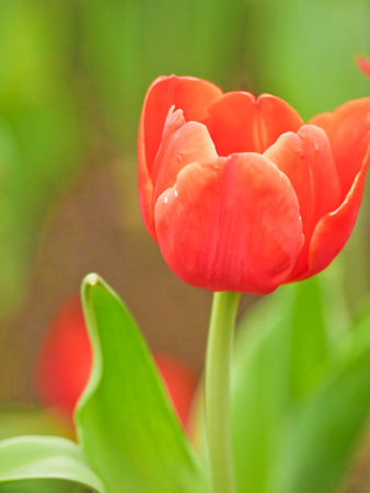 Tulip field  in Thailand by keeping in the  house withe temperature control.の写真素材