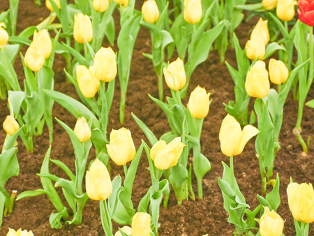 Tulip field  in Thailand by keeping in the  house withe temperature control.の写真素材