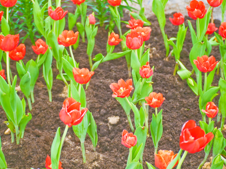 Tulip field  in Thailand by keeping in the  house withe temperature control.の写真素材