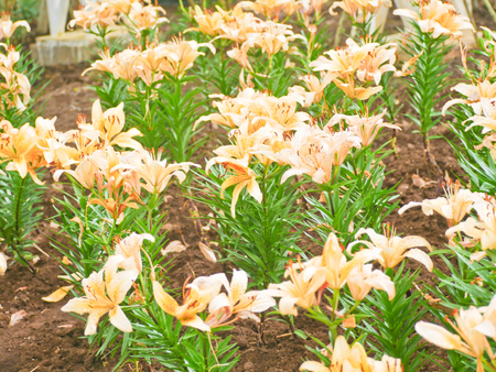 Tulip field  in Thailand by keeping in the  house withe temperature control.の写真素材