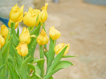 Tulip field  in Thailand by keeping in the  house withe temperature control.の写真素材