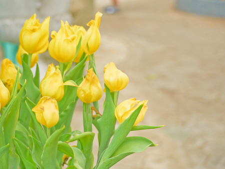 Tulip field  in Thailand by keeping in the  house withe temperature control.の写真素材