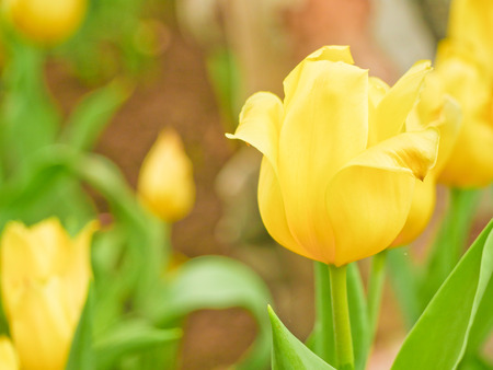 Tulip field  in Thailand by keeping in the  house withe temperature control.の写真素材