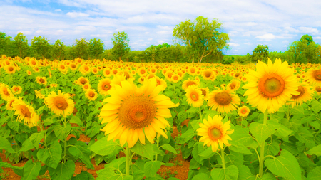 These are sun flowers  park or flora park that people growing and keeping for tourist to visit for sightseeing and education at Buriram,Thailand.の写真素材