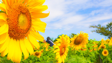 Sun flowers  park or flora park that people growing and keeping for tourist to visit for sightseeing and education at Buriram,Thailand.の写真素材