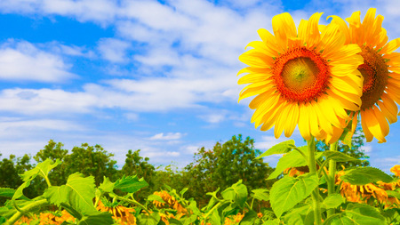 Sun flowers  park or flora park that people growing and keeping for tourist to visit for sightseeing and education at Buriram,Thailand.の写真素材