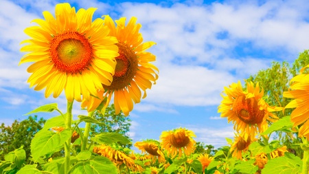 Sun flowers  park or flora park that people growing and keeping for tourist to visit for sightseeing and education at Buriram,Thailand.の写真素材