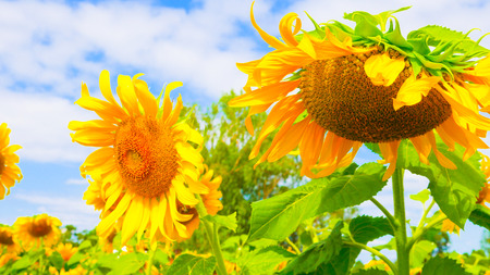 Sun flowers  park or flora park that people growing and keeping for tourist to visit for sightseeing and education at Buriram,Thailand.の写真素材