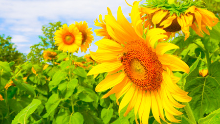Sun flowers  park or flora park that people growing and keeping for tourist to visit for sightseeing and education at Buriram,Thailand.の写真素材