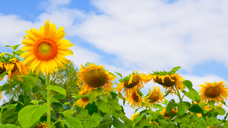 Sun flowers  park or flora park that people growing and keeping for tourist to visit for sightseeing and education at Buriram,Thailand.の写真素材