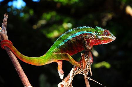 Panter Cameleon in Madagascar の写真素材
