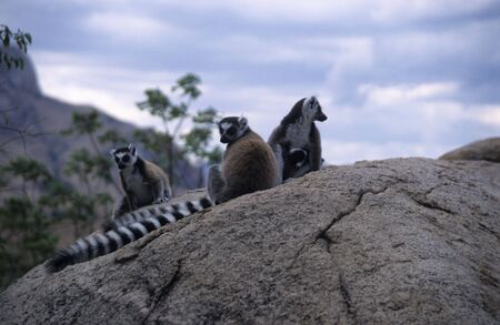 katta lemurの写真素材