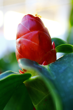 red flower  Etlingera elatior の写真素材