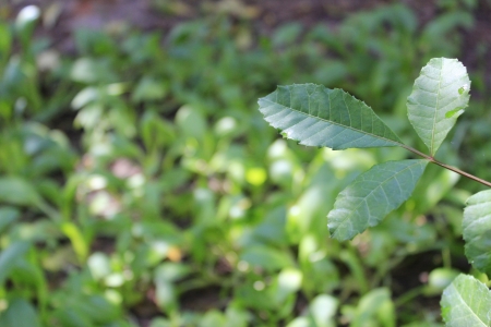 green garden of  vegetables