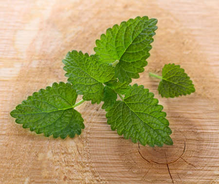 fresh green leaf of melissa on wood