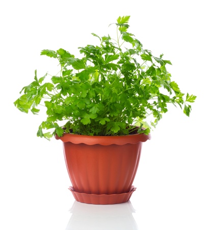 parsley in a pot isolated on white backgroundの写真素材