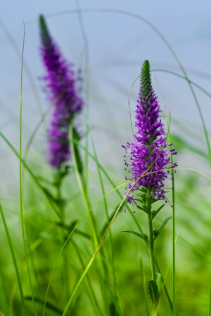 Summer wild flowers growing in a fieldの写真素材