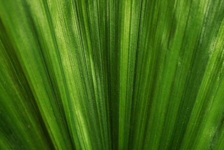 plam leavesの写真素材