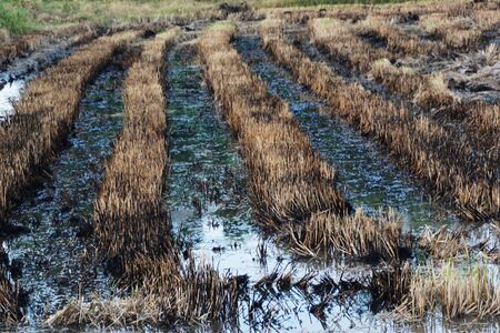 rice field after harvast