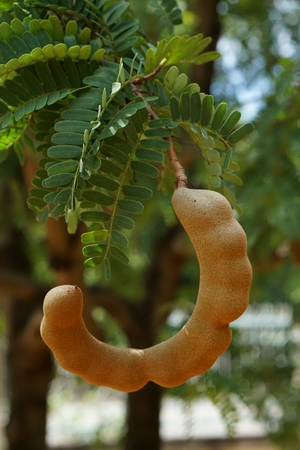 close up tamarind fruit in the tammarind plantation 1の写真素材