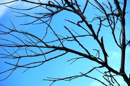the dead tree with the blue skyの写真素材