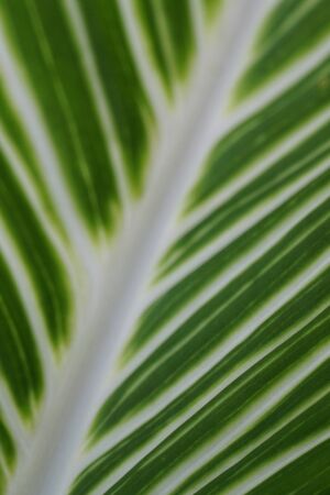closeup leave texture with the white vein