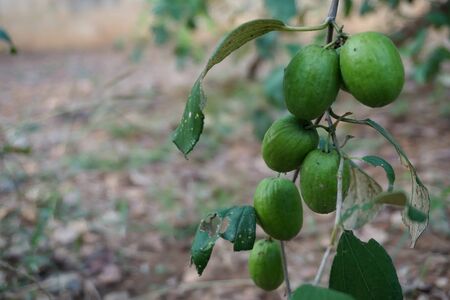 closeup the Indian jujube in the plantationの写真素材