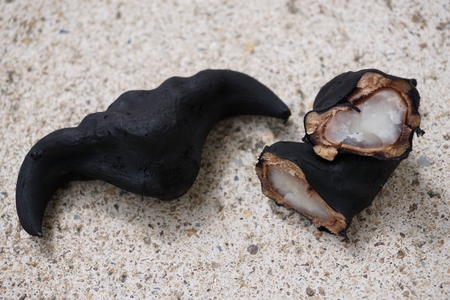 isolated of the water chestnut fruit in Thailandの写真素材