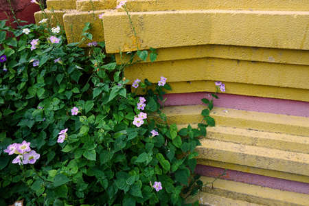 weed flower grown beside the Thai Buddhist templeの写真素材