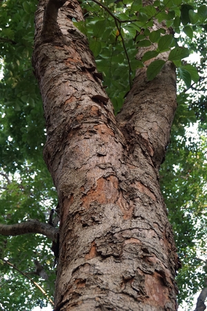 close up red wood tree or Xylia xylocarpa Taubの写真素材