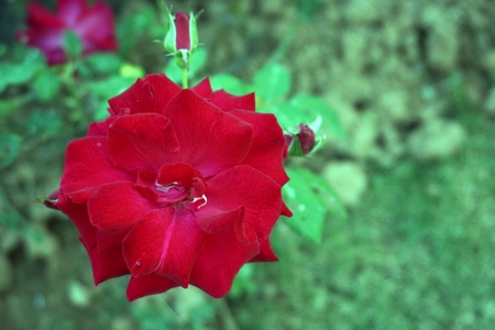 close up of red rose flower in the gardenの写真素材