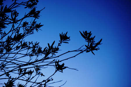 abstract tree with dark blue for background usedの写真素材