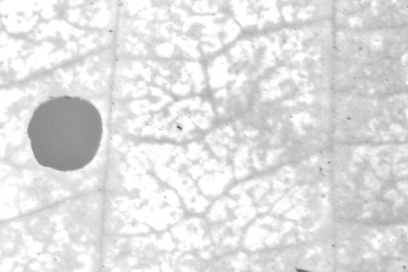 abstract black and white leaf texture for background used