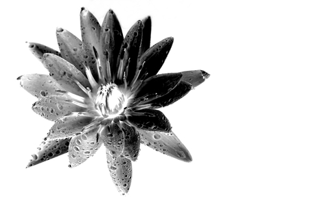 isolated of gray water lily flower with white backgroundの写真素材