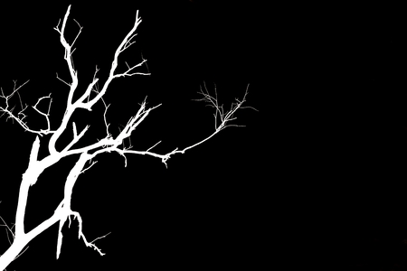 abstract of black and white death treeの写真素材